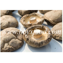 Best Quality Agricultural Food Smooth Shiitake Mushroom